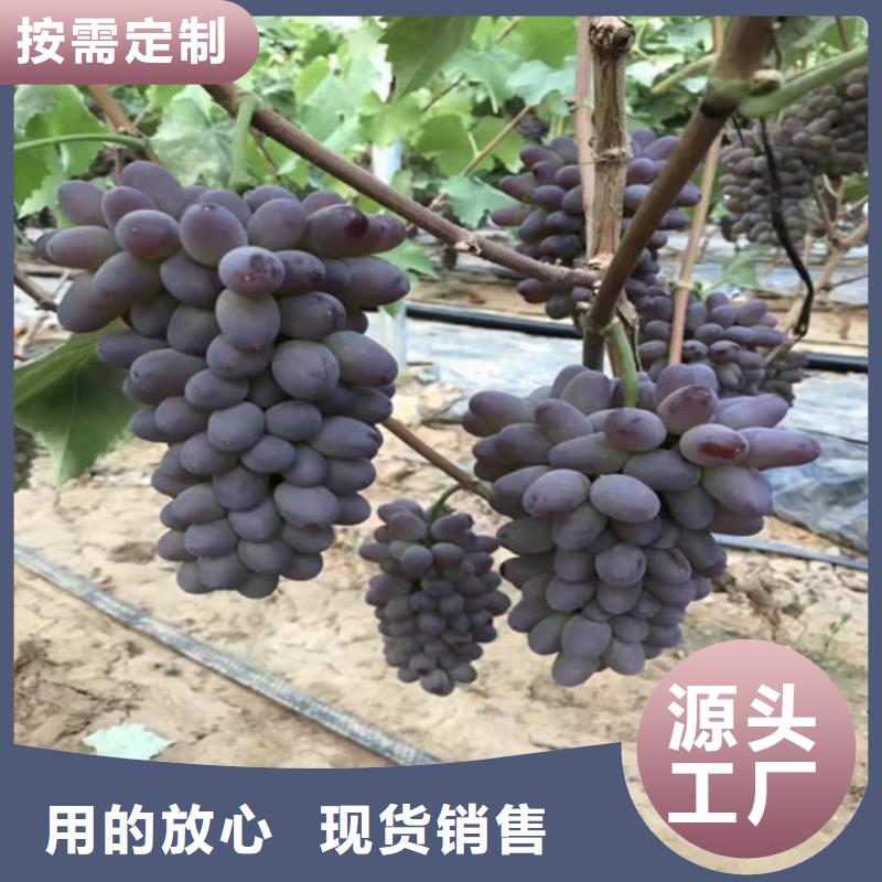 【葡萄山楂苗源头工厂量大优惠】