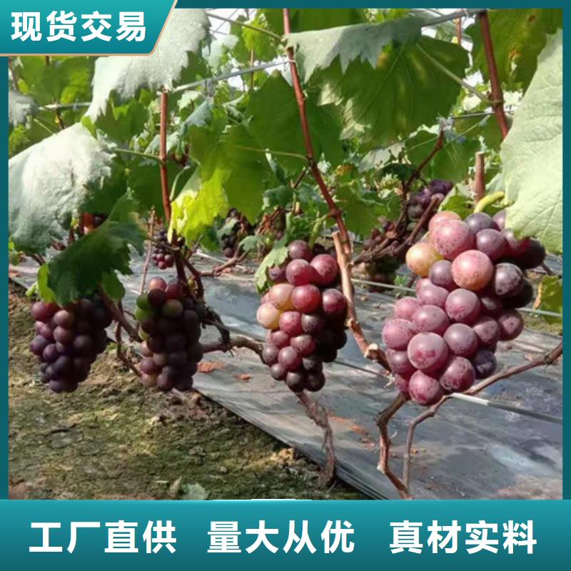 【葡萄嘎啦苹果苗质检合格发货】