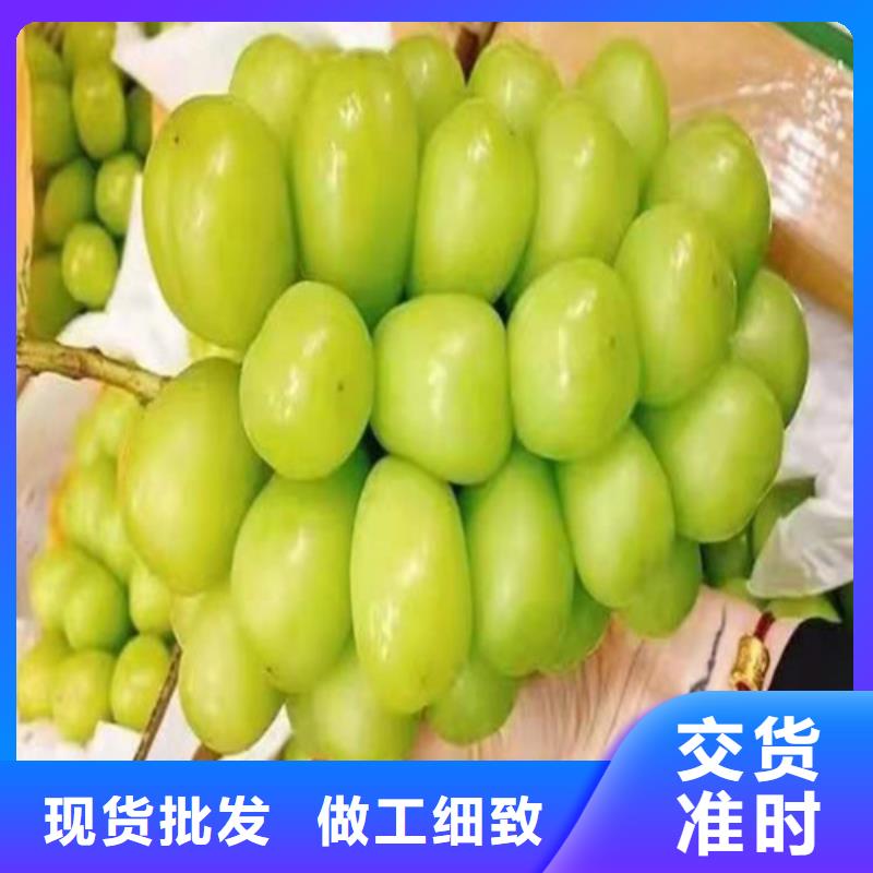 葡萄山楂苗品牌企业