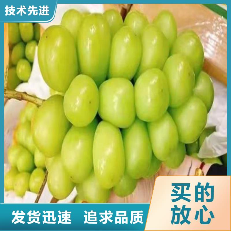 葡萄,山楂苗老品牌厂家