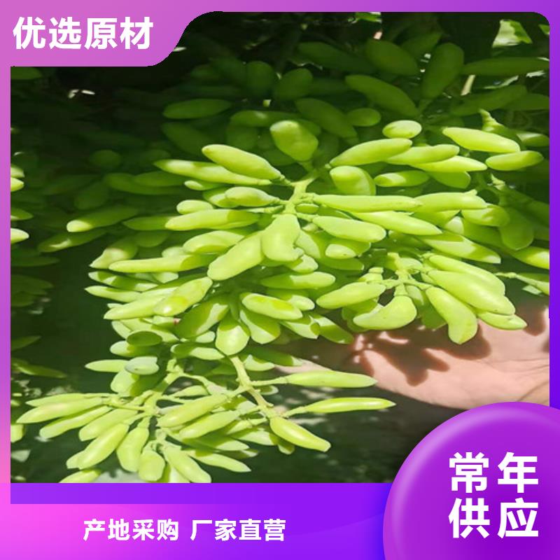 葡萄山楂苗品牌企业