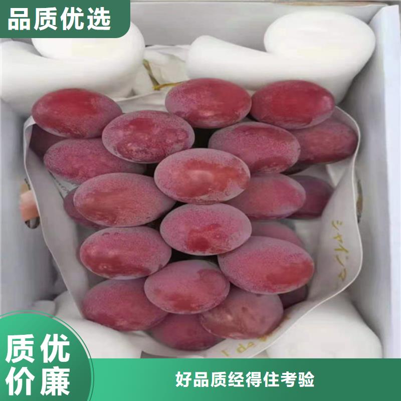 葡萄,山楂苗老品牌厂家