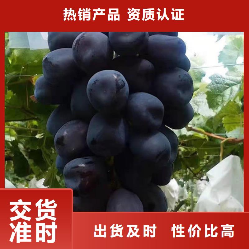 【葡萄无花果苗精选优质材料】