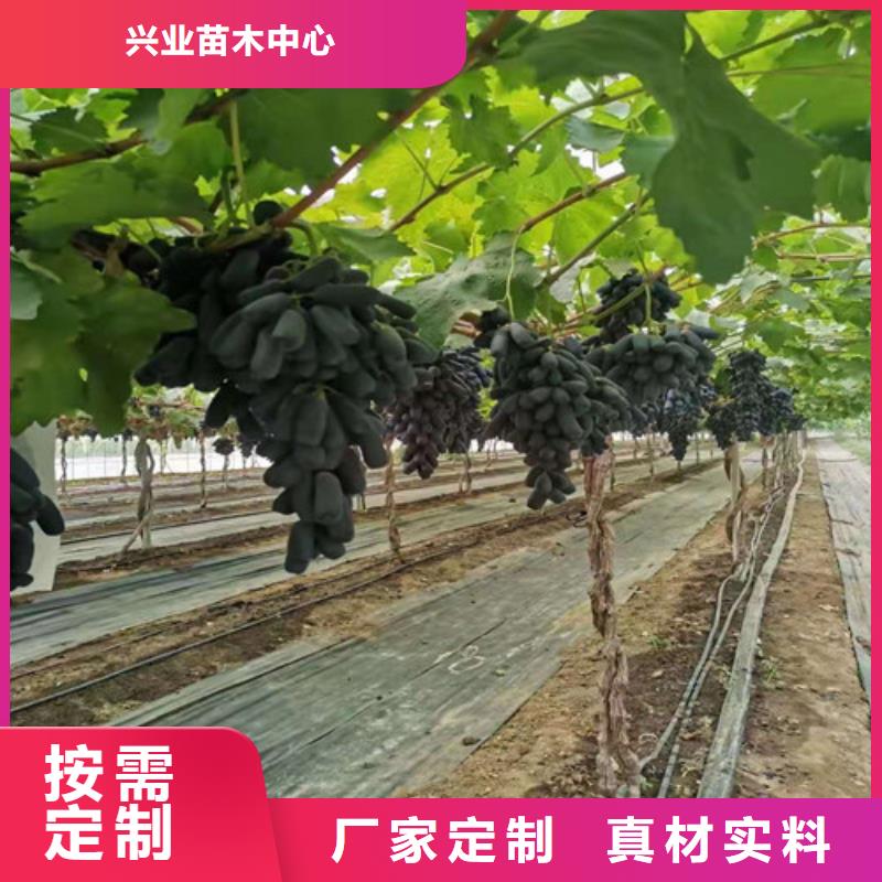 葡萄山楂苗品牌企业