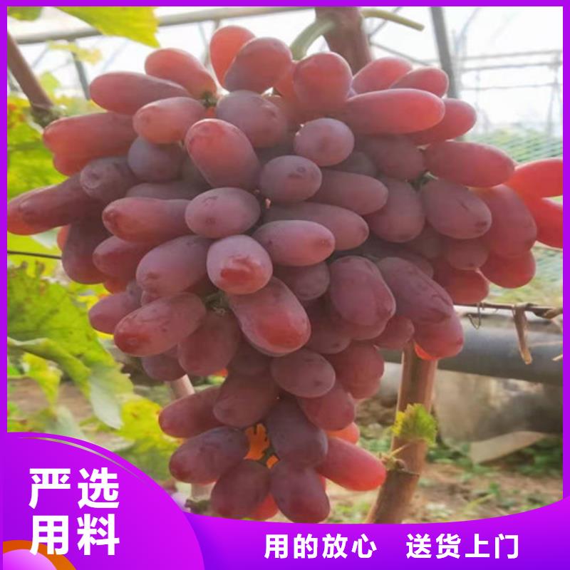 葡萄山楂苗品牌企业