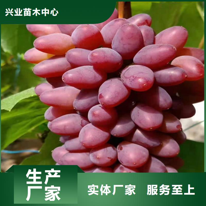 葡萄山楂苗品牌企业