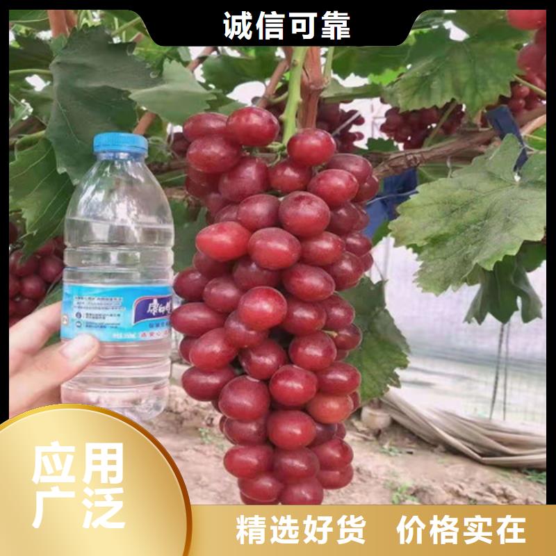 葡萄,山楂苗老品牌厂家