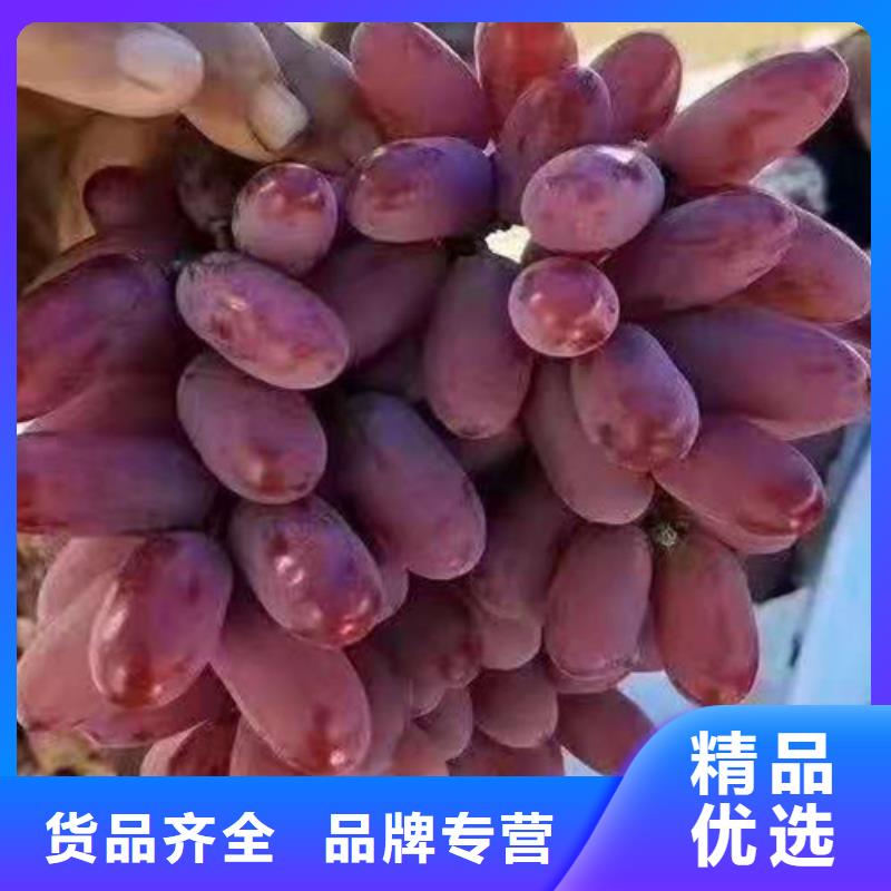 葡萄-蓝莓苗源头厂家经验丰富