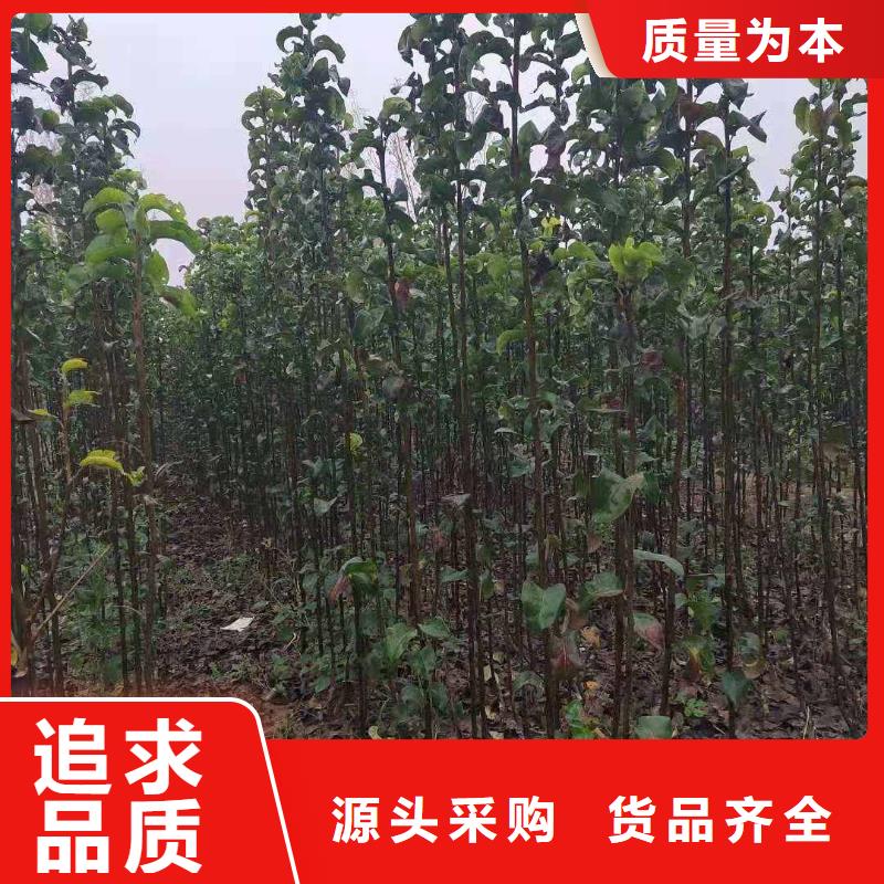 梨-【玉露香梨树苗】价格公道合理