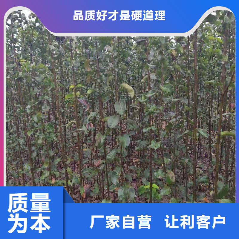 【梨杜梨苗服务周到】