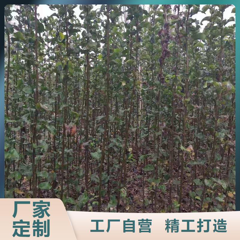 梨-玉露香梨树苗生产型