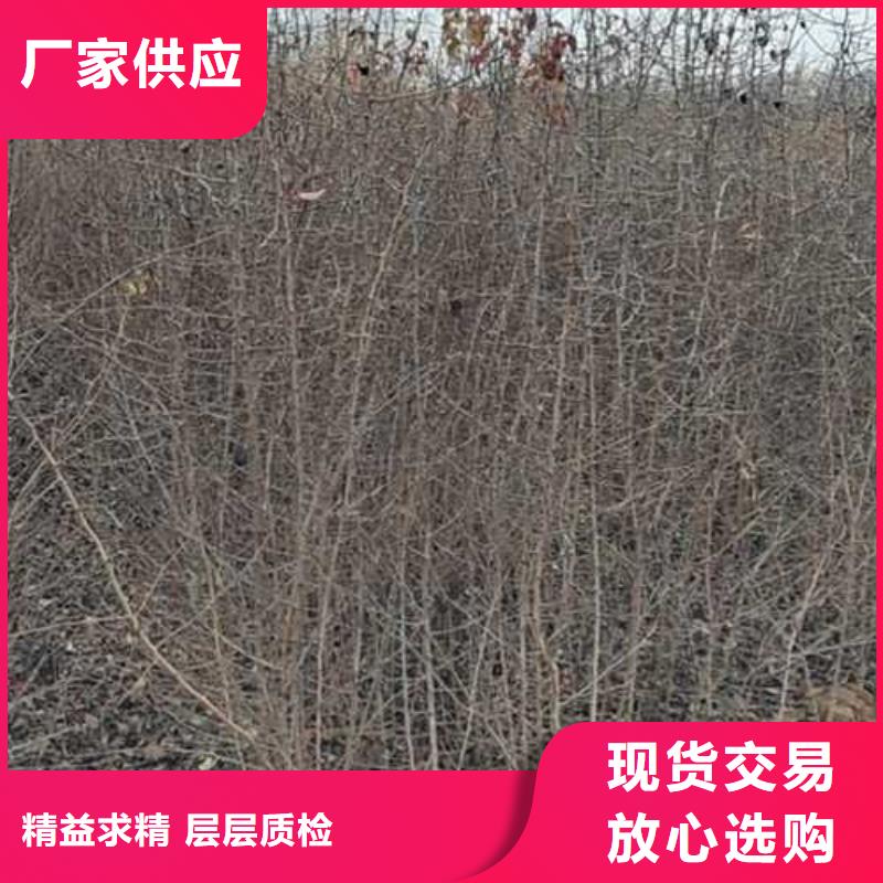 杜梨_玉露香梨树苗精品选购