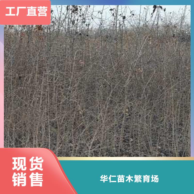 杜梨梨树苗价格地道