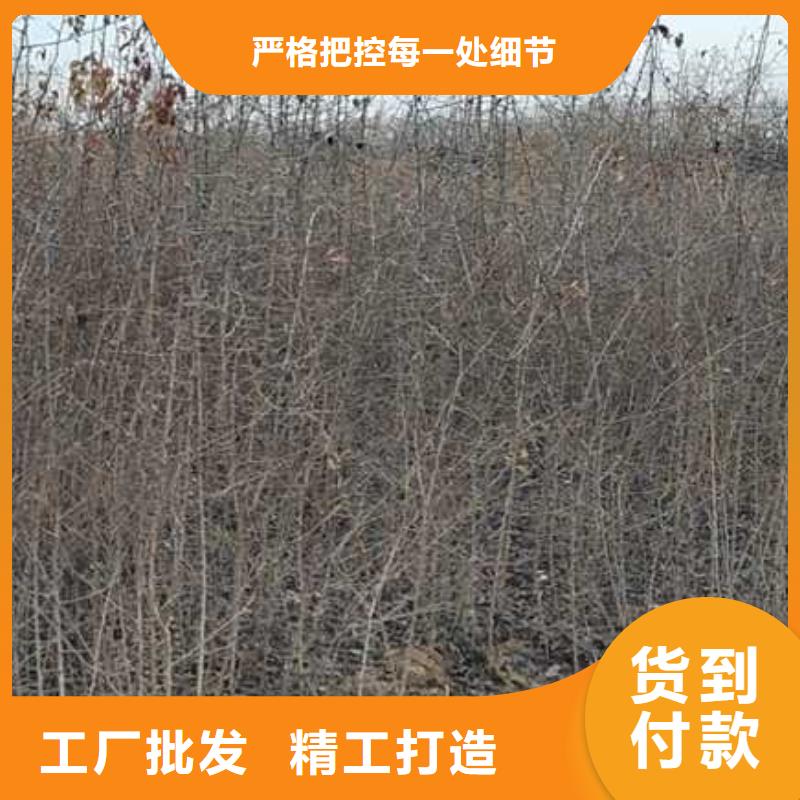 杜梨【梨树苗基地】推荐厂家