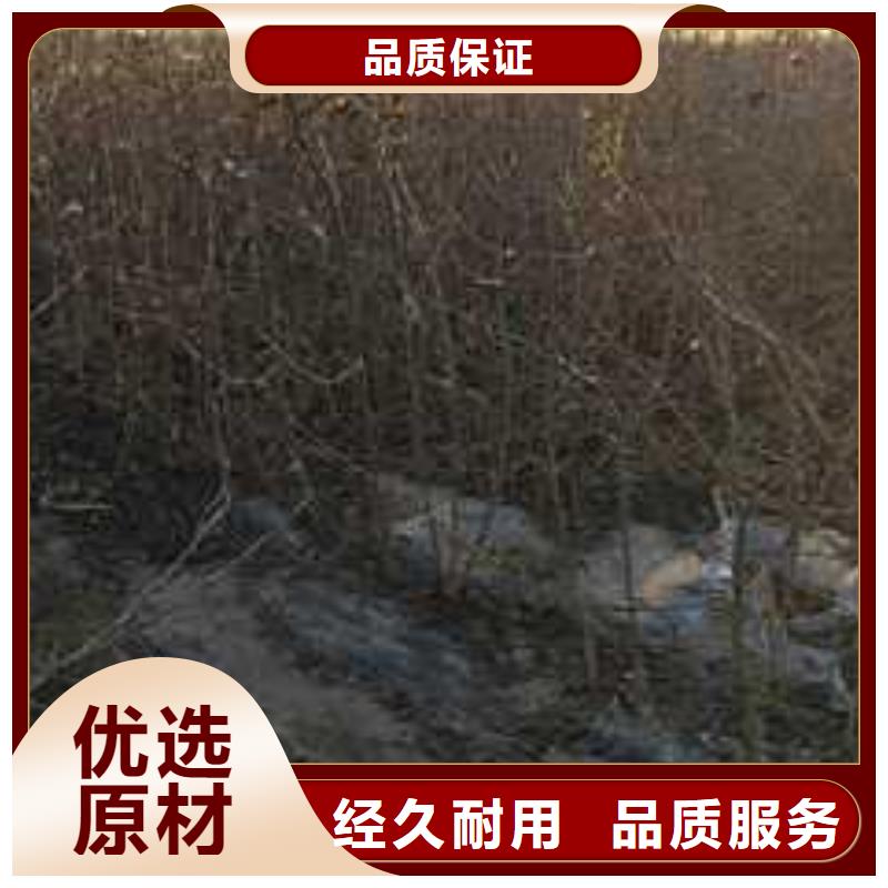 杜梨【梨树苗基地】随心所欲定制