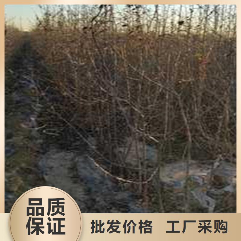 杜梨梨树苗基地合作共赢