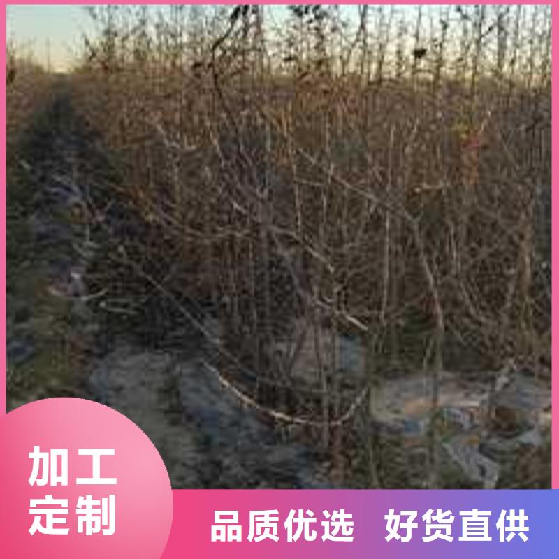 【杜梨】杜梨苗推荐商家