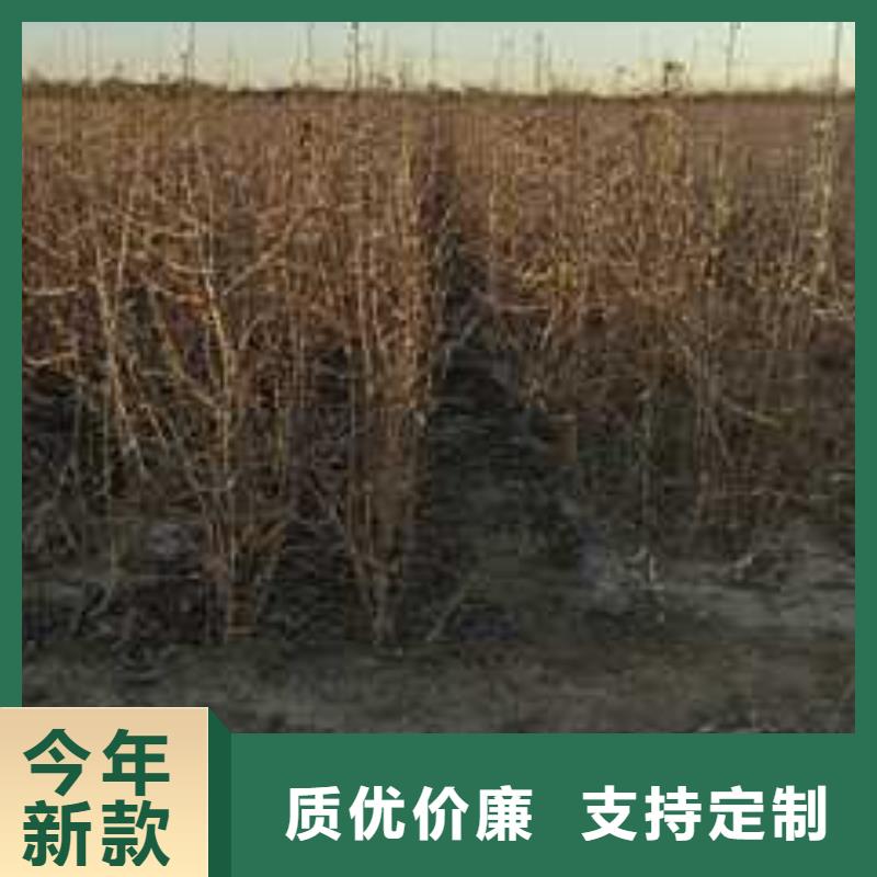 杜梨梨树苗基地口碑好实力强