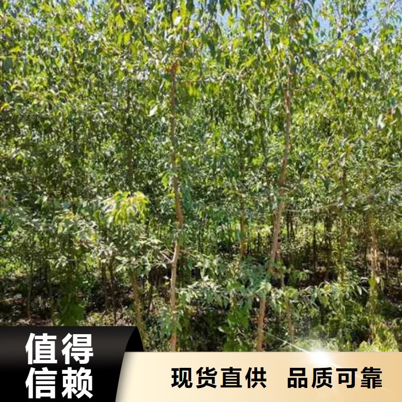 杜梨瑞蟠101桃树苗品种全