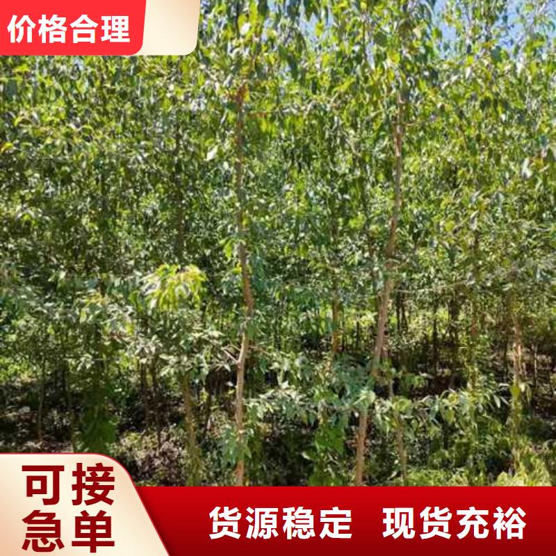 杜梨黄冠梨树苗品质无所畏惧