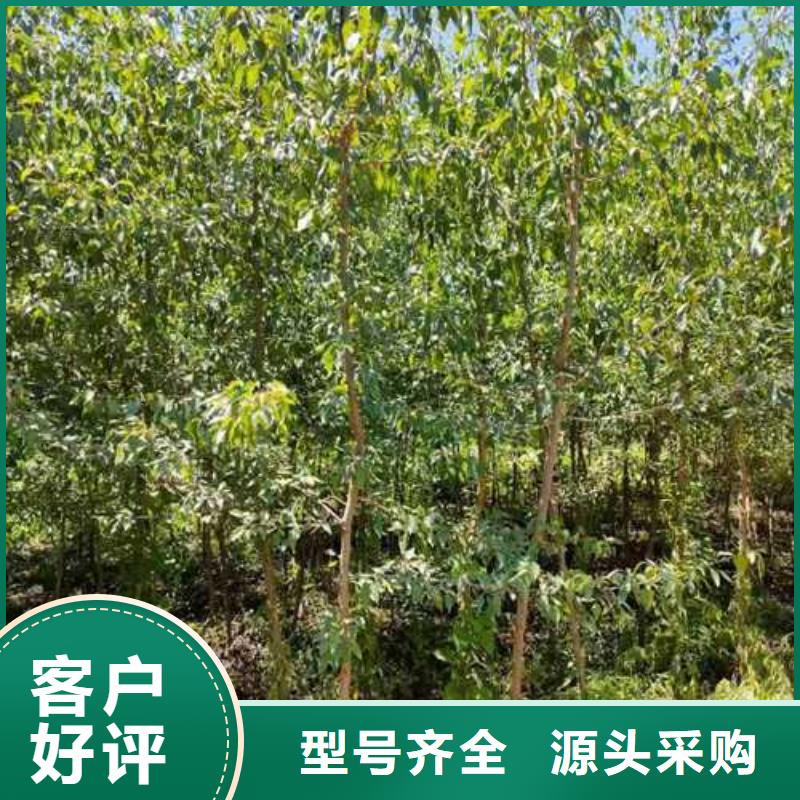 【杜梨山桃苗市场报价】