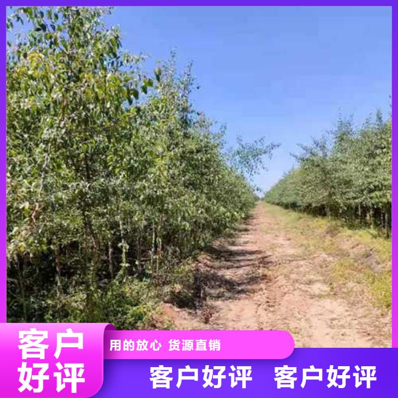 杜梨黄冠梨树苗就近发货