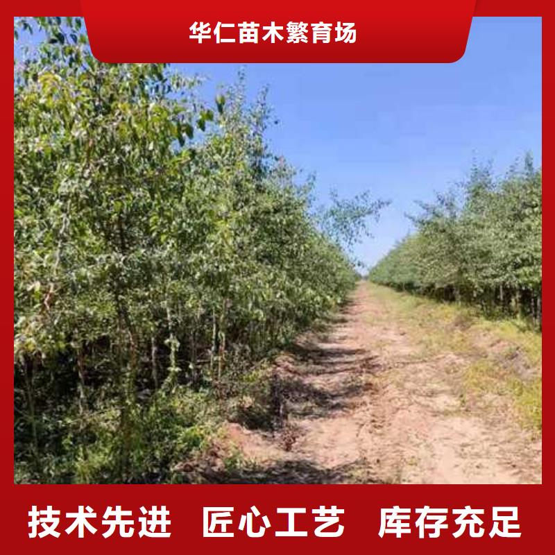 杜梨_梨树苗基地产地采购