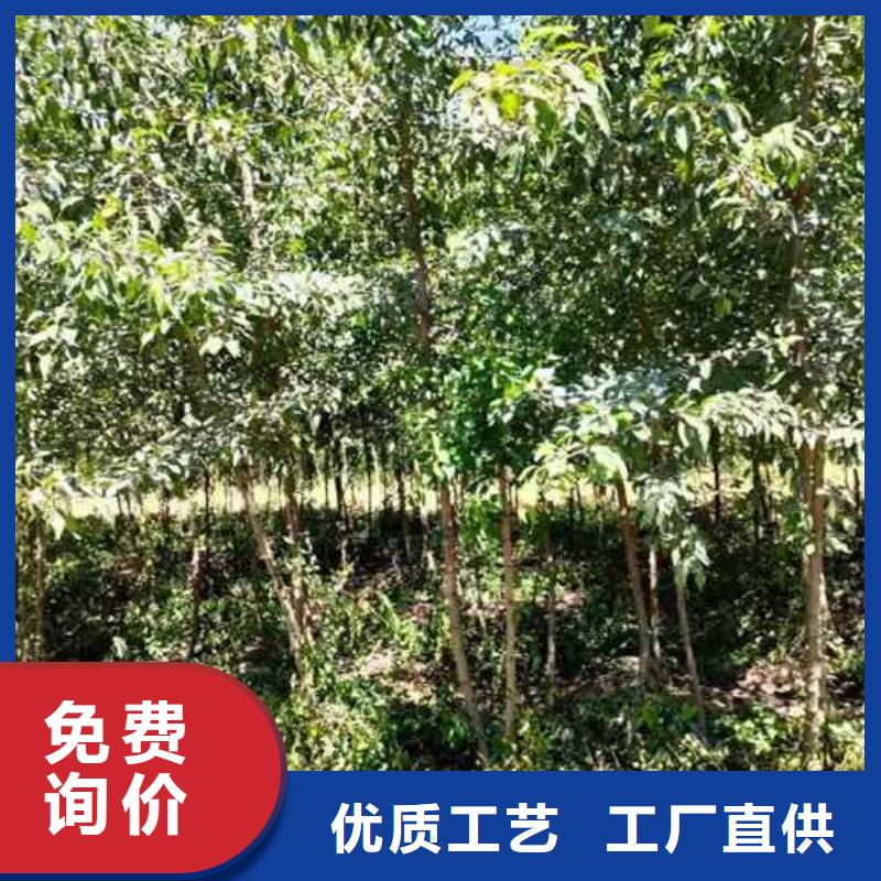 【杜梨-梨树苗基地工厂批发】