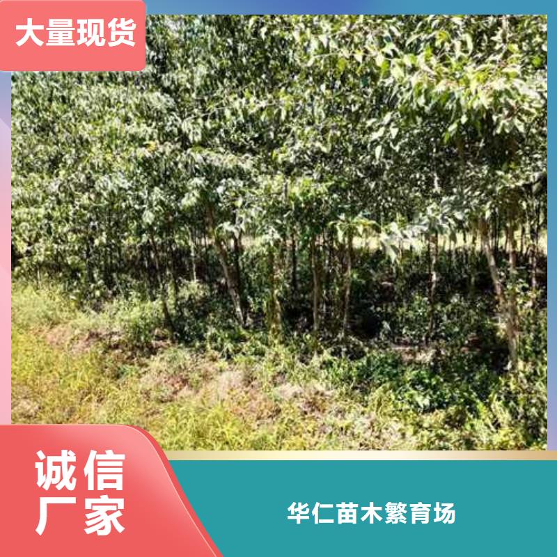 【杜梨】山桃苗多年行业经验