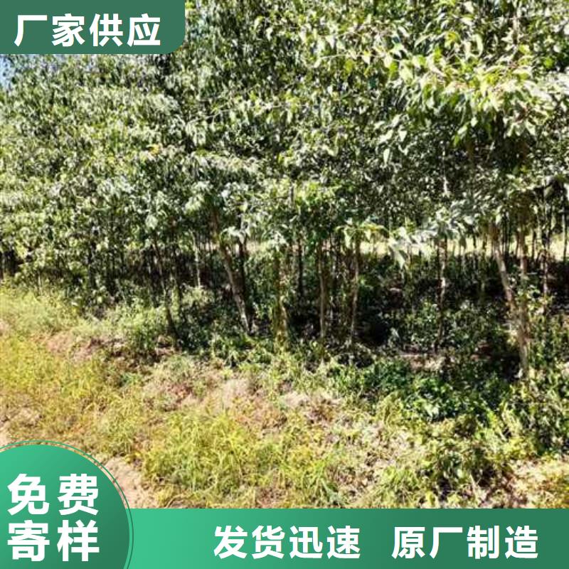 杜梨-新梨7号梨树苗实体厂家大量现货