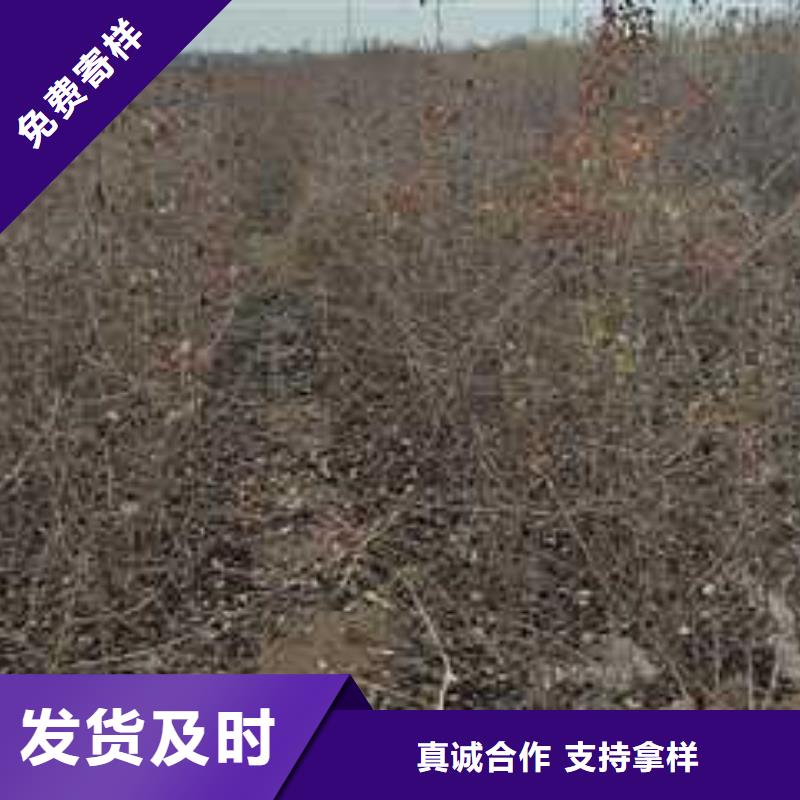 【杜梨玉露香梨树苗大量现货供应】