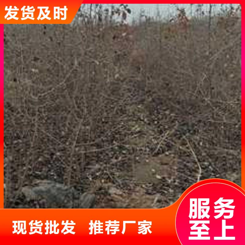 杜梨_梨树苗基地产地采购