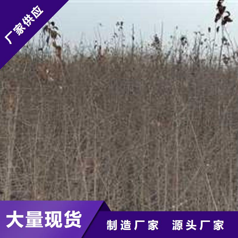 【杜梨_杜梨苗欢迎来电咨询】