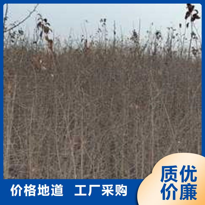 【杜梨梨树苗基地用心做好细节】