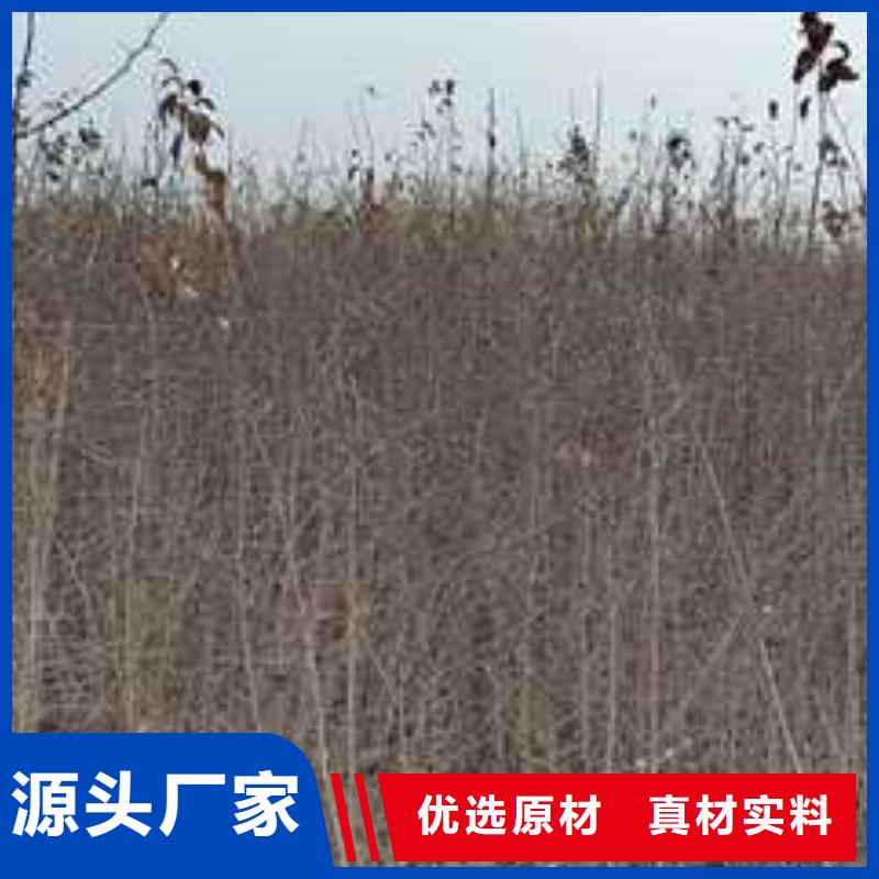 杜梨梨树苗基地合作共赢