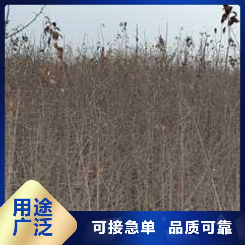 【杜梨】-秋月梨树苗把实惠留给您