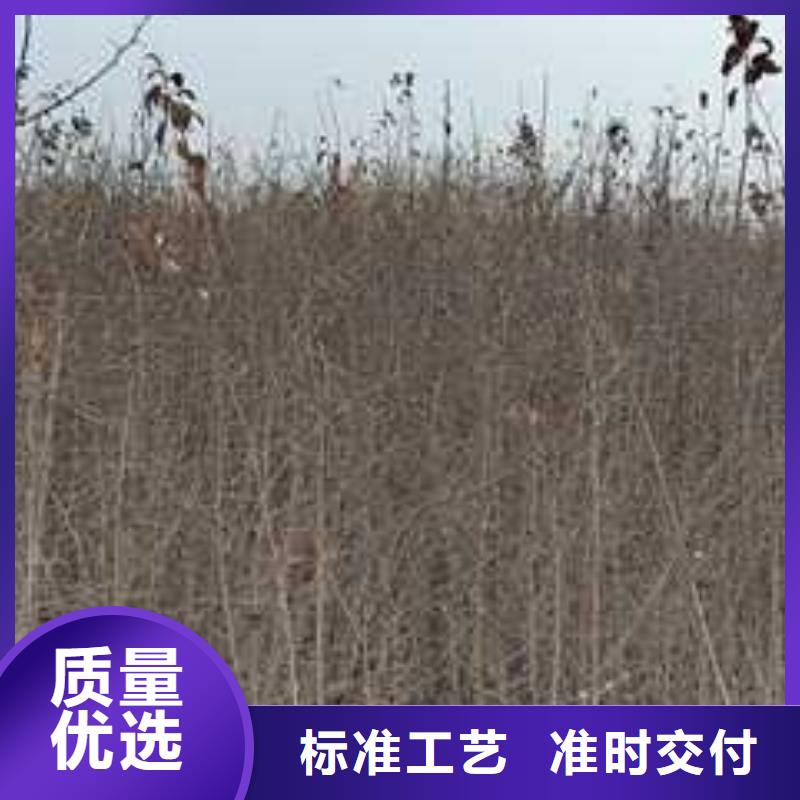 杜梨,梨树苗基地精工打造