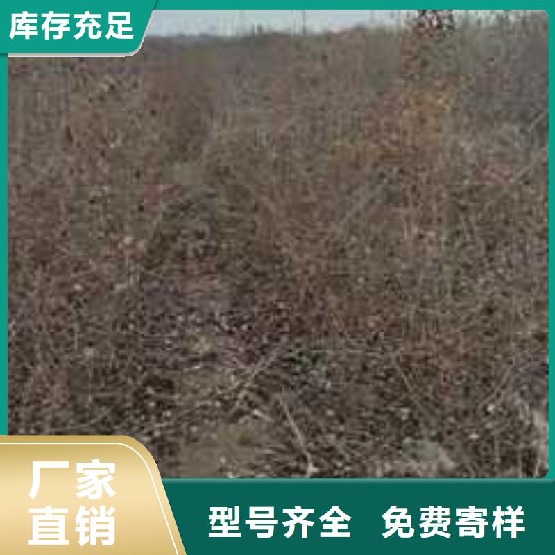 杜梨山桃苗源厂供货