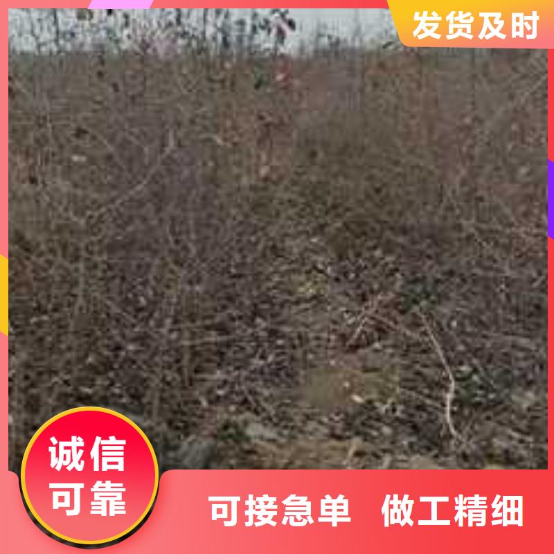 杜梨梨树苗基地原料层层筛选