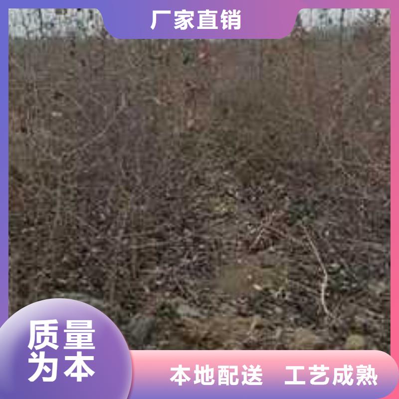 杜梨山桃苗源头厂家来图定制