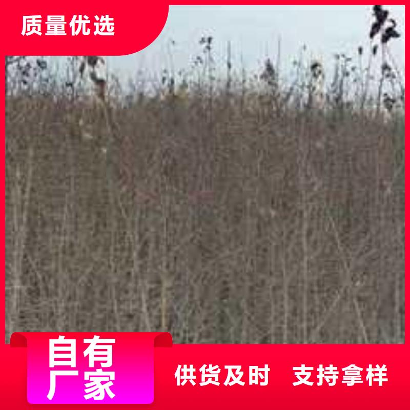 杜梨,梨树苗基地实体诚信厂家