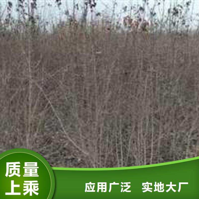 杜梨_黄冠梨树苗货品齐全