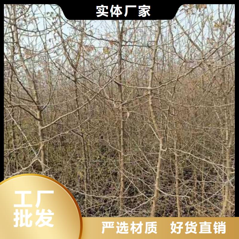 杜梨-【瑞蟠101桃树苗】诚信经营