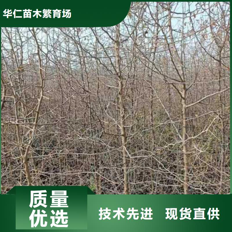 【杜梨】山桃苗多年行业经验