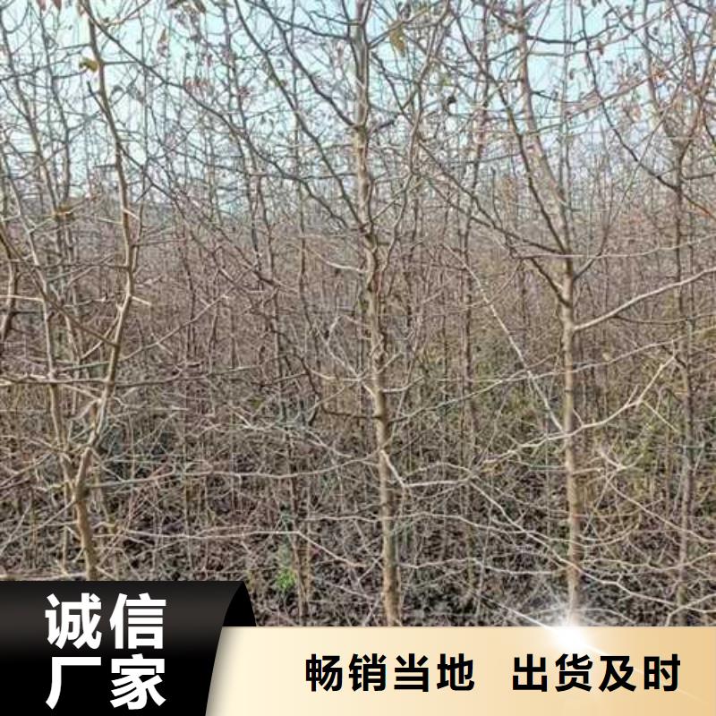 杜梨梨树苗基地源头厂家供应