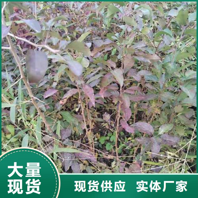 【杜梨梨树苗基地用心做好细节】