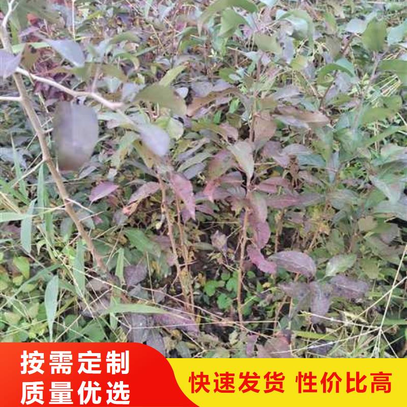 杜梨【梨树苗基地】推荐厂家