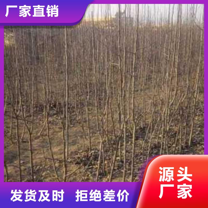 杜梨梨树苗基地精心打造