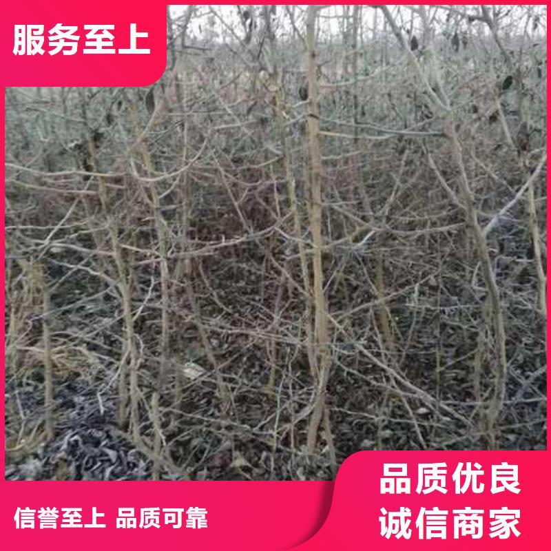 【杜梨梨树苗基地用心做好细节】