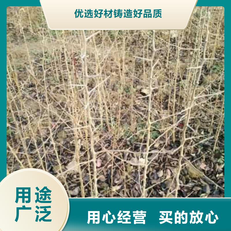 杜梨【梨树苗基地】随心所欲定制